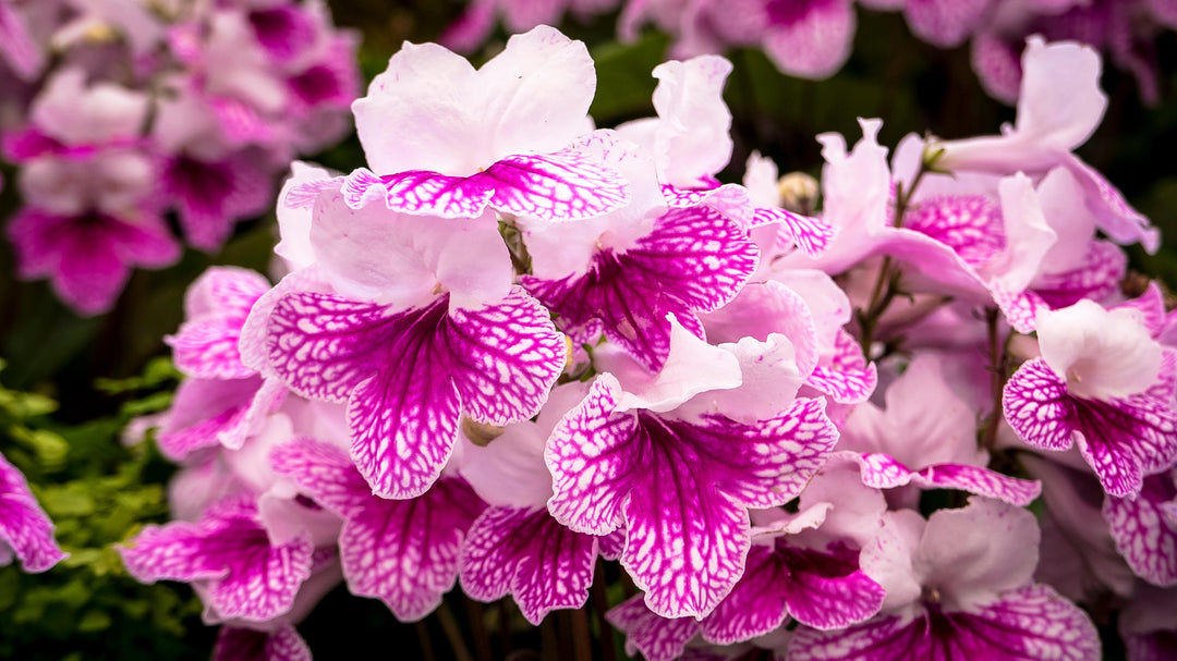 Light Pink Streptocarpus Flower Seeds – Heirloom, Non-GMO, High Germination Seeds