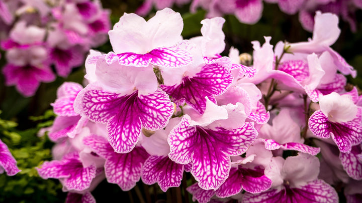 Light Pink Streptocarpus Flower Seeds – Heirloom, Non-GMO, High Germination Seeds