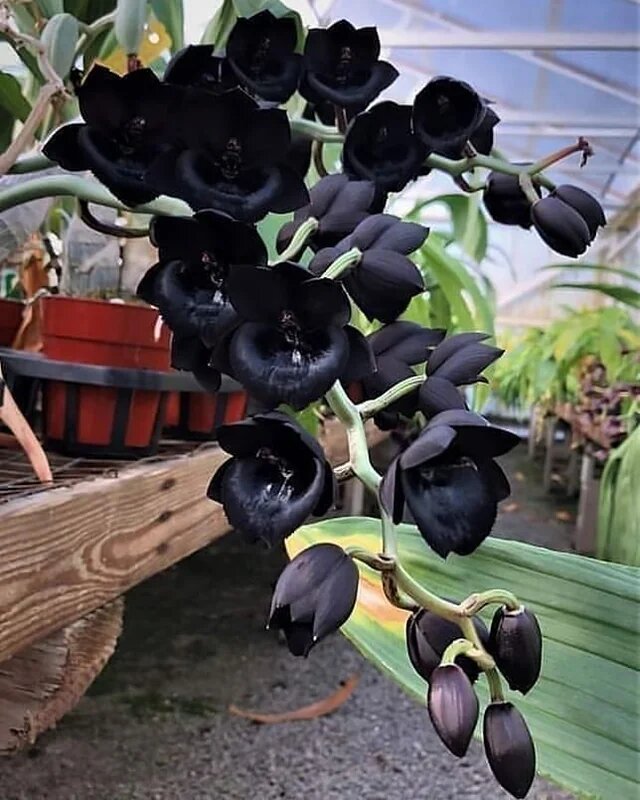 Black Phalaenopsis Flower Seeds for Planting – Heirloom Non-GMO Organic Garden Seeds