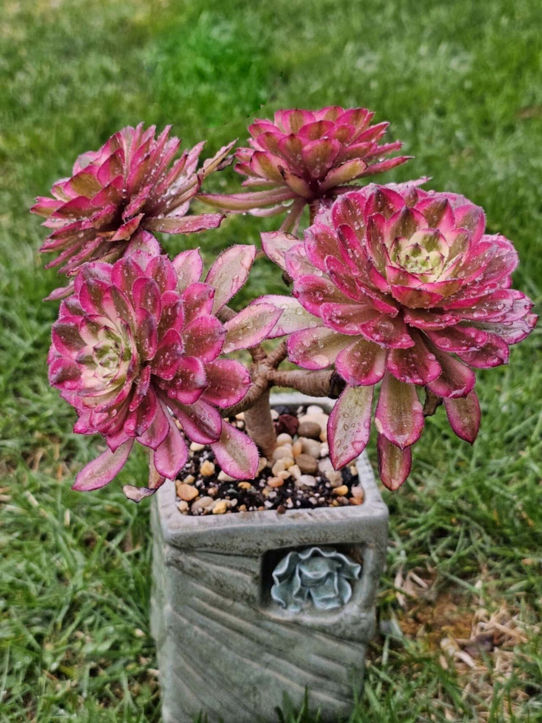 Aeonium Flower Seeds Pink for Planting – Heirloom Non-GMO High Germination Organic Garden Seeds