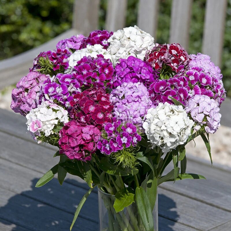 Mixed Dianthus Flower Seeds – Heirloom, Non-GMO, High Germination Seeds