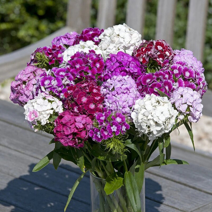 Mixed Dianthus Flower Seeds – Heirloom, Non-GMO, High Germination Seeds