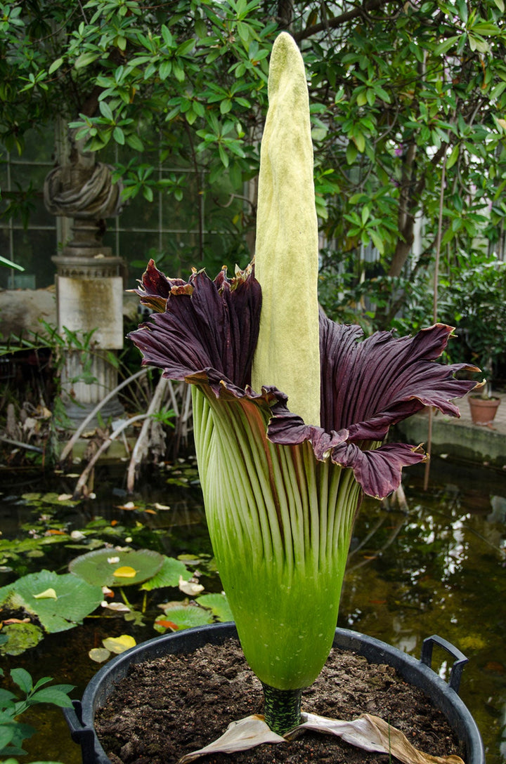 Corpse Amorphophallus Flower Seeds for Planting – Heirloom Non-GMO High Germination