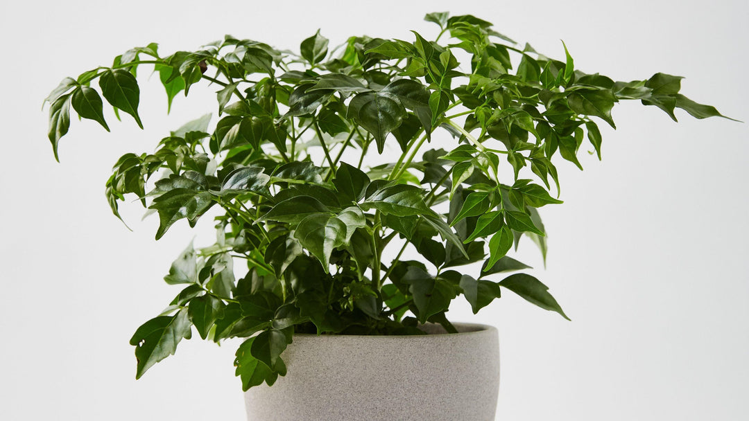 Green Radermachera herb seeds