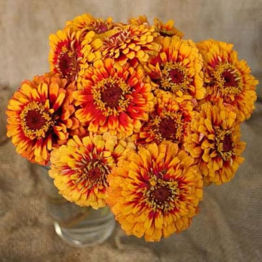 macarenia macarenia flower seeds