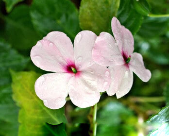 White Pink Impatiens Flower Seeds Heirloom Non-GMO High Germination Organic Garden Seeds for Planting