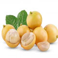 Burmese Grape Fruit Seeds for Planting – Heirloom Non-GMO High Germination Organic Garden Seeds for Sweet Tropical Fruits