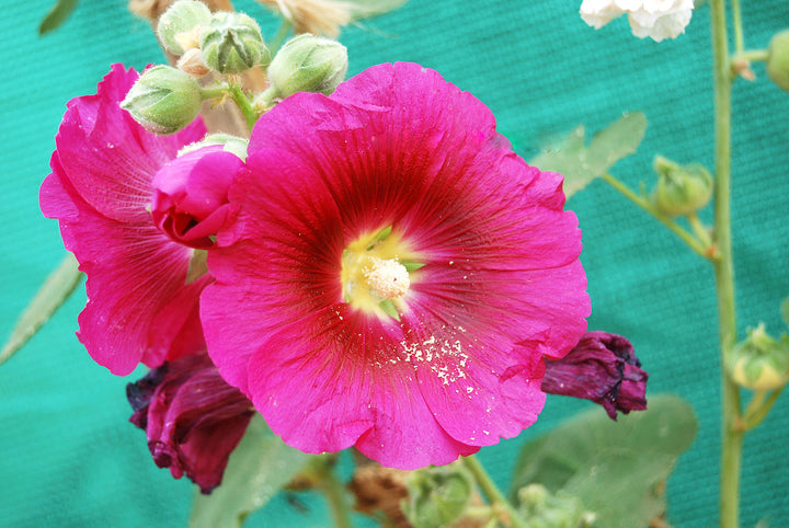 Pink Hollyhock Flower Seeds Heirloom Non-GMO High Germination Organic Garden Seeds for Planting