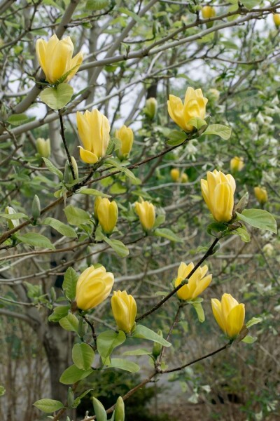 Magnolia Flower Seeds Yellow – Heirloom, Non-GMO, High Germination Organic Seeds