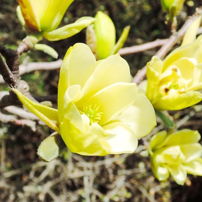 yellow magnolia flower seeds