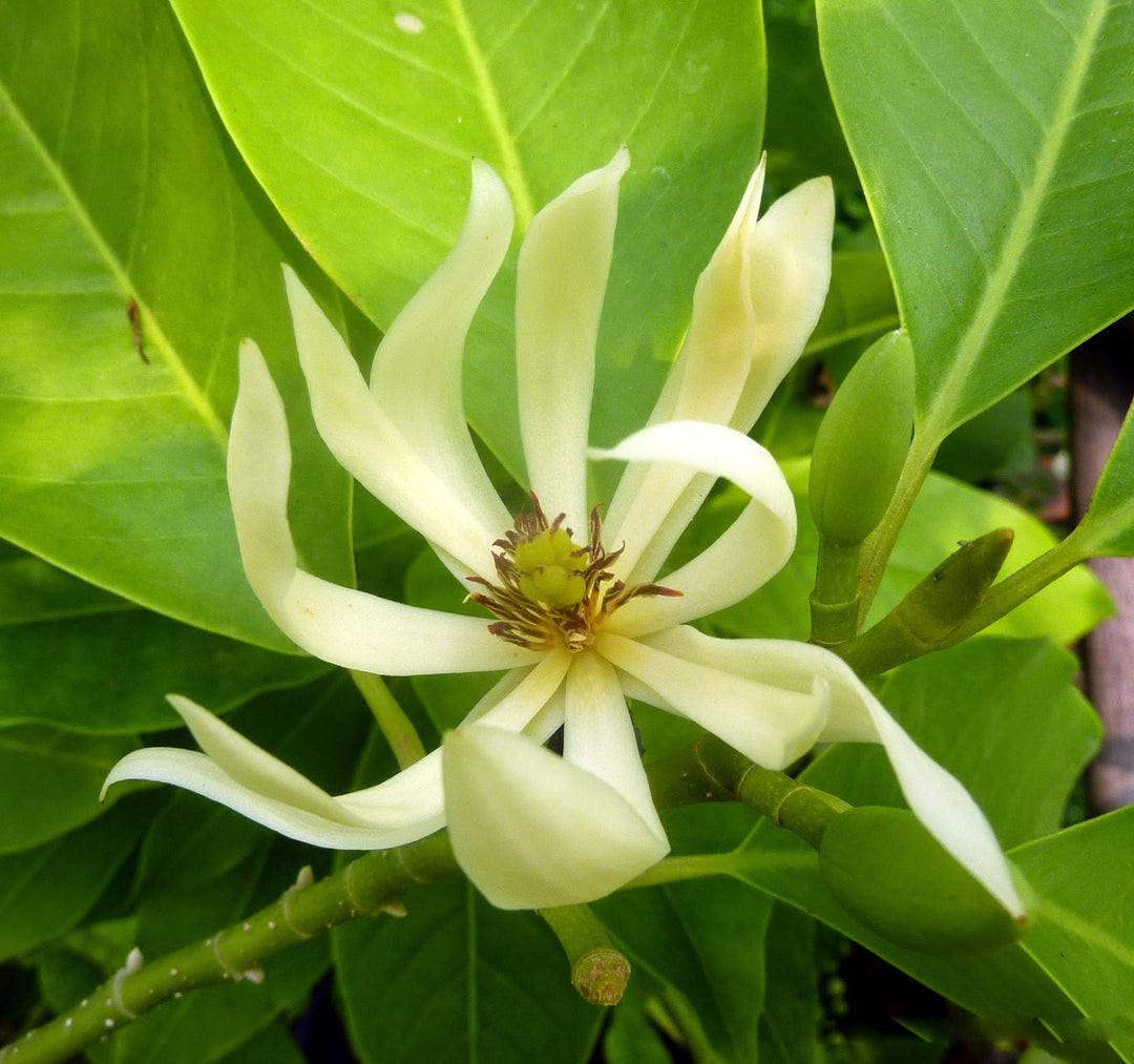 White Michelia Alba Flower Seeds – Heirloom, Non-GMO, High Germination Seeds