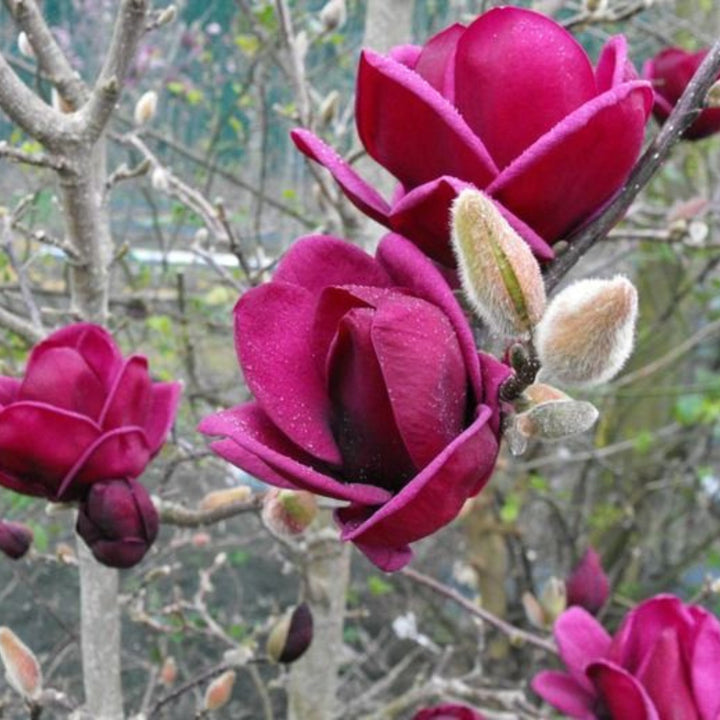 Semillas de flores de magnolia granate – Cimarrón, sin OGM, semillas de alta germinación