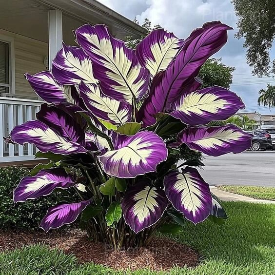 Purple White Caladium Seeds – Heirloom, Non-GMO, High Germination Organic Garden Seeds