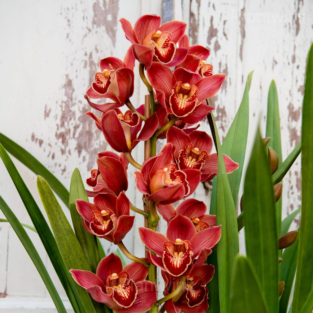 Orchid Flower Seeds Red – Heirloom, Non-GMO, High Germination Seeds
