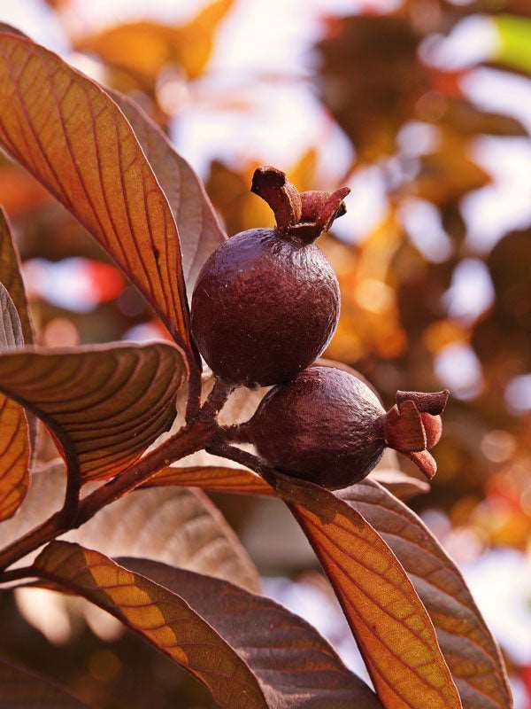 Guava Seeds Brown for Planting – Heirloom Non-GMO High Germination Organic Garden Seeds