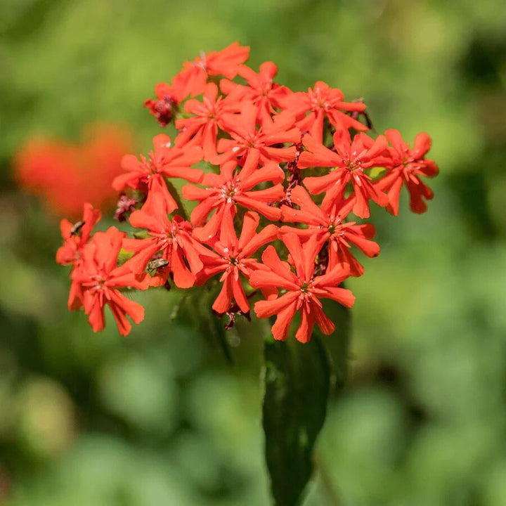Orange Lychnis Chalcedonica Flower Seeds – Heirloom, Non-GMO, High Germination Seeds