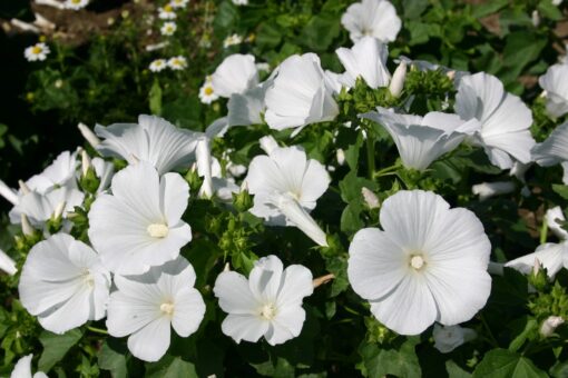 malvawhiteopenpollinatedheirloomnongmohighgerminationorganicgarden flower seeds