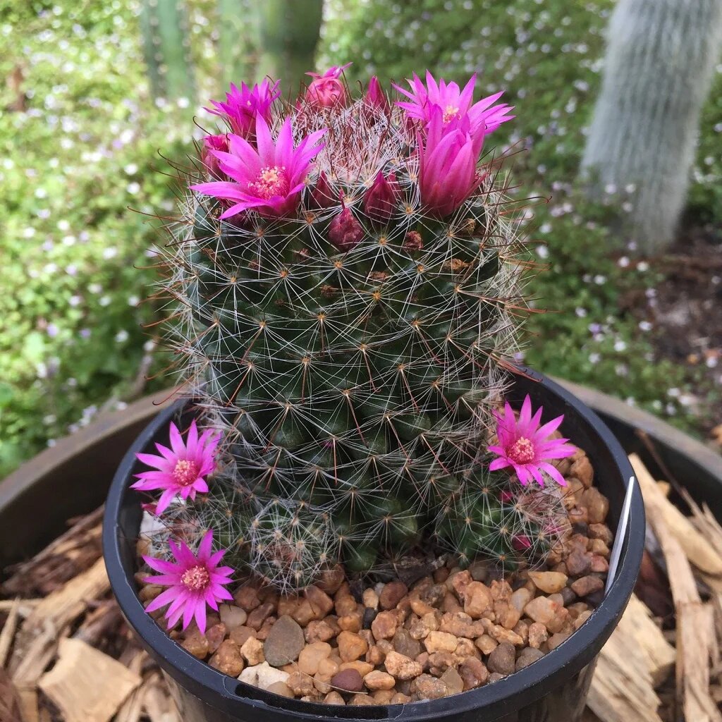 Pink Cactus Flower Seeds – Heirloom, Non-GMO, High Germination Seeds for Planting, Organic Garden Seeds