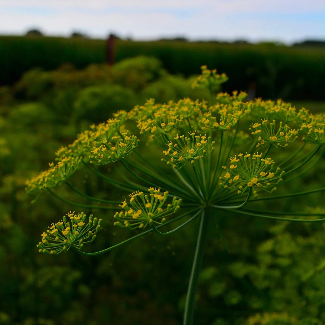 Mammoth Long herb seeds
