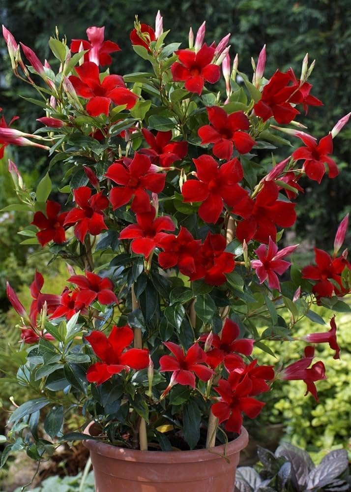 Semillas de flor Mandevilla Roja – Reliquia, No-GMO, Alta Germinación