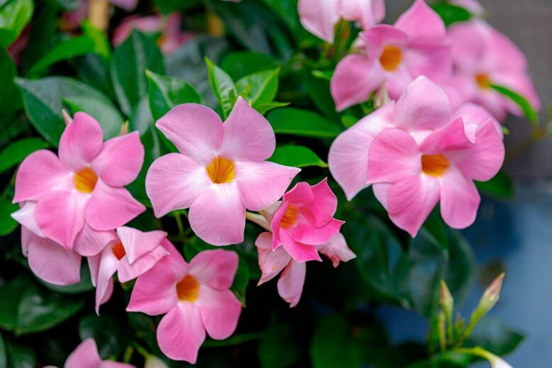 White Pink Mandevilla Flower Seeds Heirloom Non-GMO High Germination Organic Garden Seeds for Planting