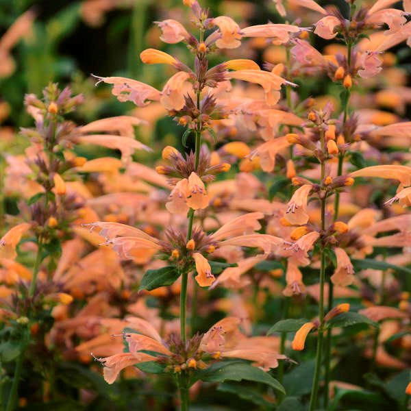 Agastache Flower Seeds for Planting – Heirloom Non-GMO High Germination Organic Garden Seeds