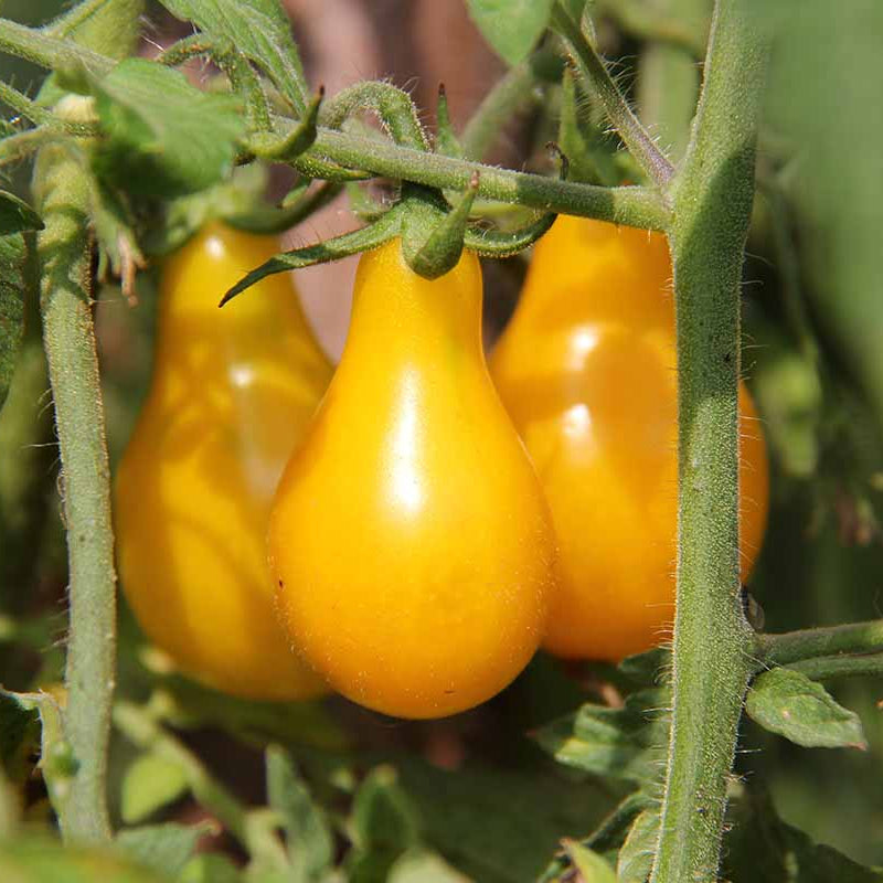 yellow manyel flower seeds