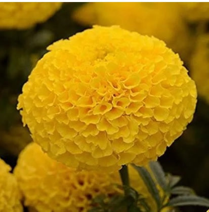 marigoldyellowfimportedheirloomnongmohighgerminationorganicgarden flower seeds
