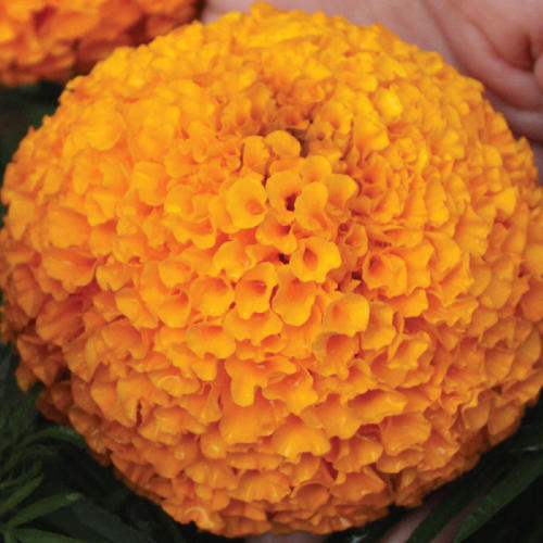 marigoldorangefimportedheirloomnongmohighgerminationorganicgarden flower seeds