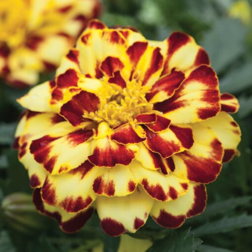 marigoldalumiacremebruleeimportedheirloomnongmohighgerminationorganicgarden flower seeds