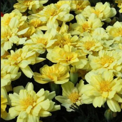 cream marigold flower seeds