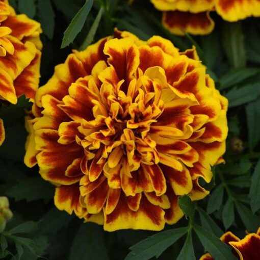 french marigold flower seeds