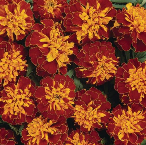 marigold bonanza flower seeds