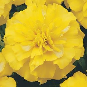 yellow french flower seeds