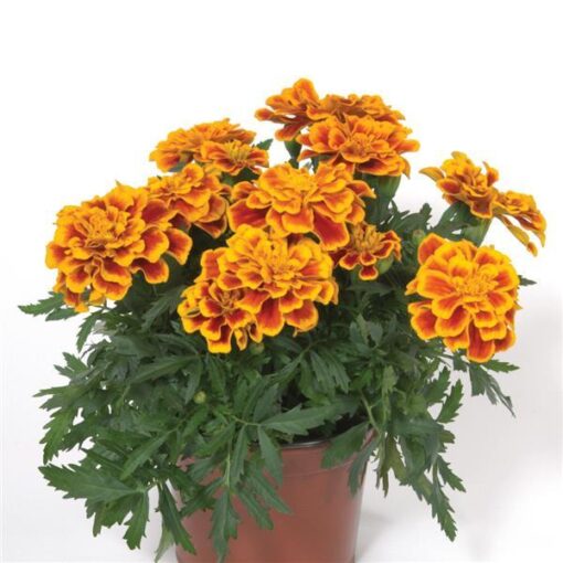 french marigold flower seeds
