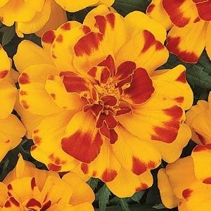 french marigold flower seeds