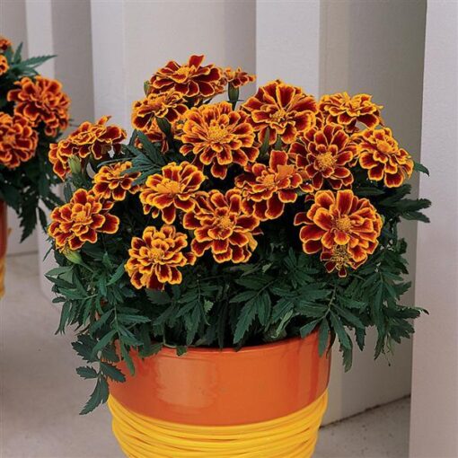 frenchmarigoldflameimportedheirloomnongmohighgerminationorganicgarden flower seeds