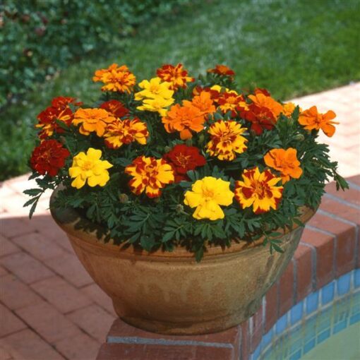 french marigold flower seeds