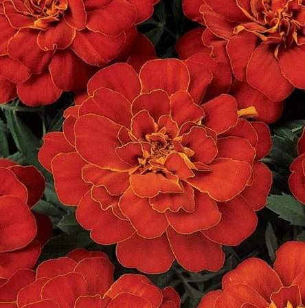 red french flower seeds