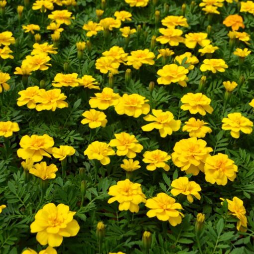 frenchmarigolddurangoyellowimportedheirloomnongmohighgerminationorganicgarden flower seeds