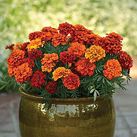 french marigold flower seeds