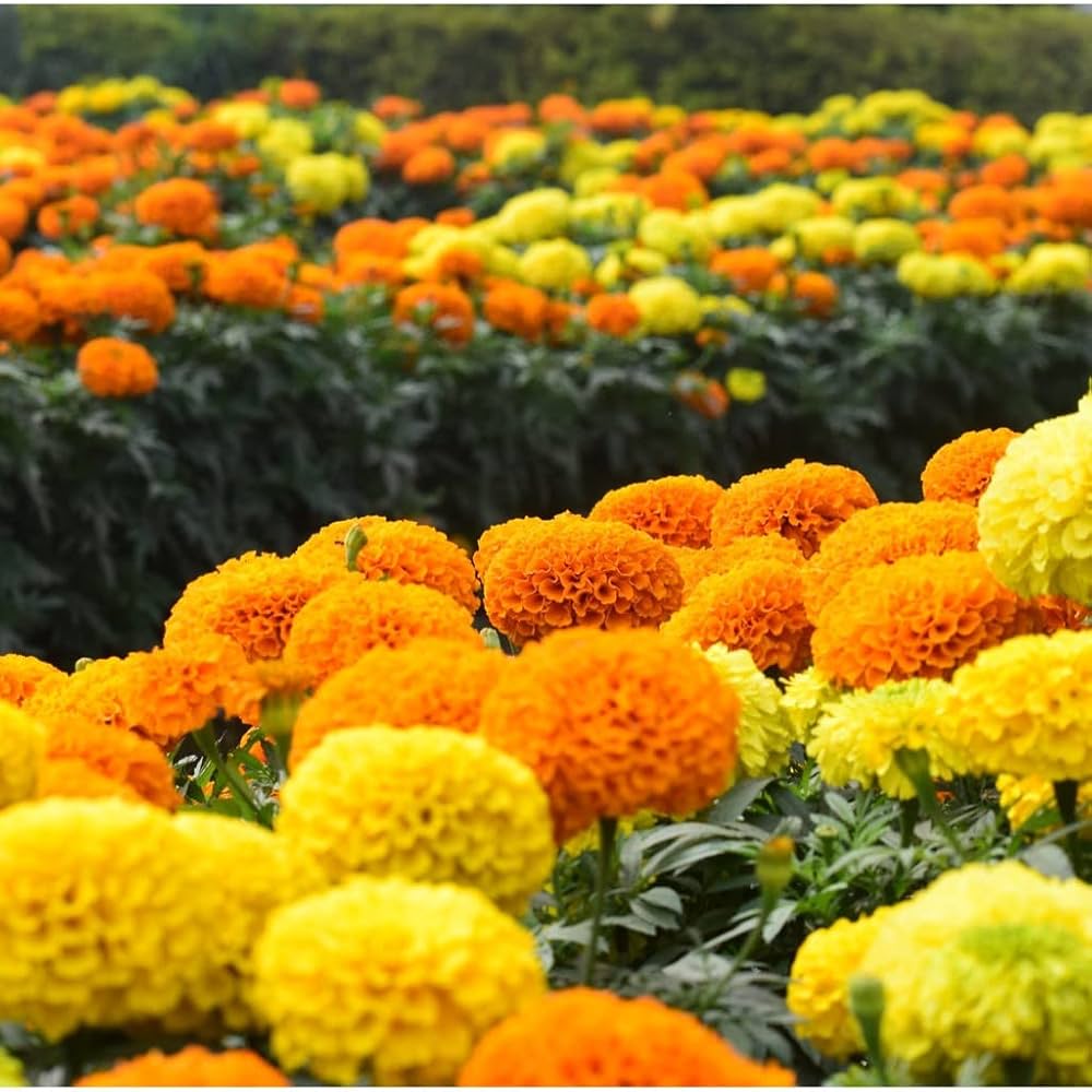 yellow orange flower seeds