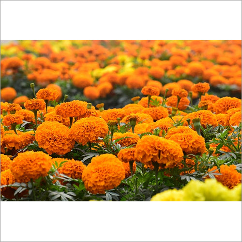 Orange Marigold Flower Seeds – Heirloom, Non-GMO, High Germination Seeds