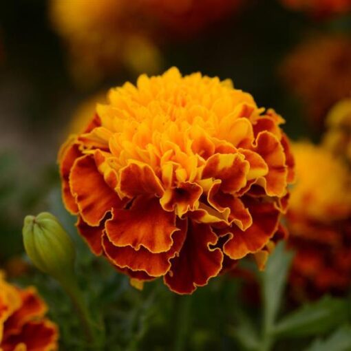 marigold hot flower seeds