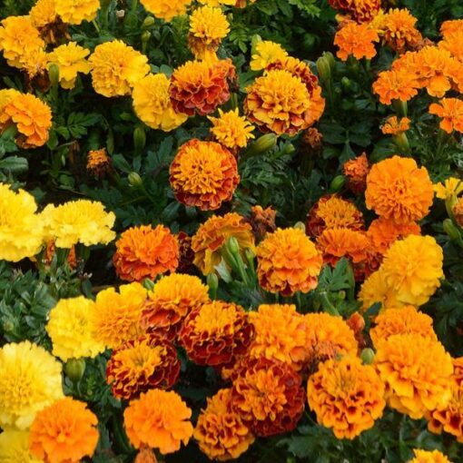 french marigold flower seeds