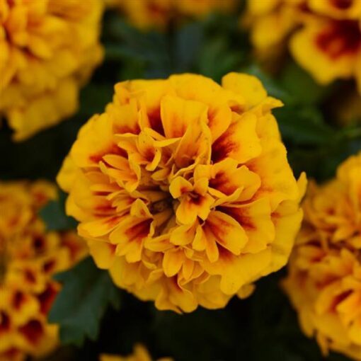 french marigold flower seeds