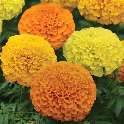 marigold inca flower seeds