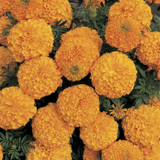marigoldincaorangedoubleimportedheirloomnongmohighgerminationorganicgarden flower seeds