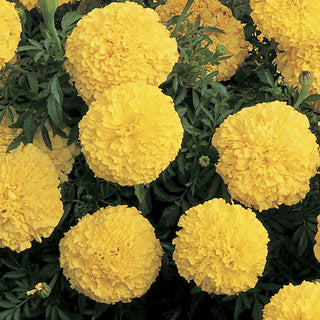 yellow marigold flower seeds