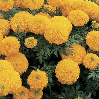 marigold inca flower seeds
